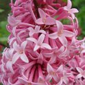 Syringa x praestoniae 'Miss Canada' fleur